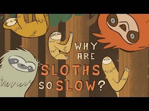 Video Featured Image - Why Are Sloths So Slow