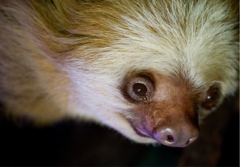 The lifecycle of a sloth